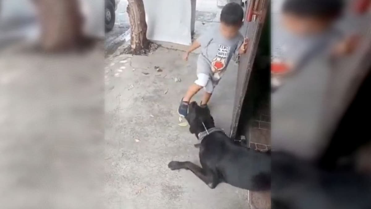 VIDEO: Hombre incita a un niño a maltratar a un perro amarrado