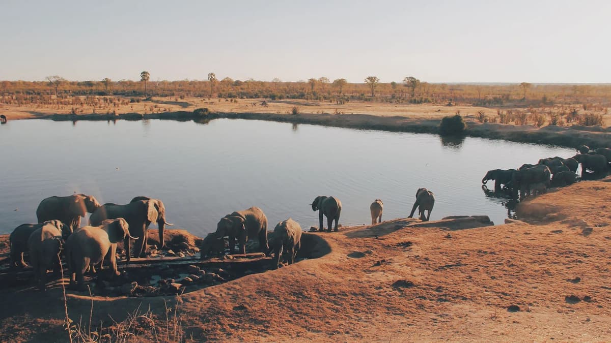 Sacrificarán a casi mil elefantes para dar carne a comunidades afectadas por la sequía en Zimbabue