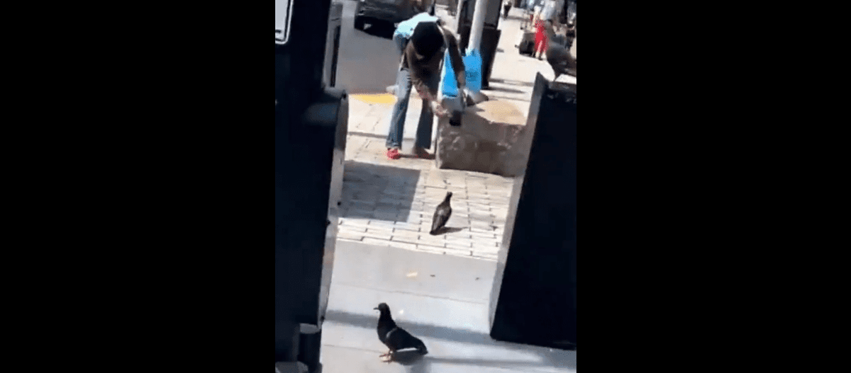 VIDEO: Graban a un inmigrante desplumando una paloma en plena vía pública de EEUU
