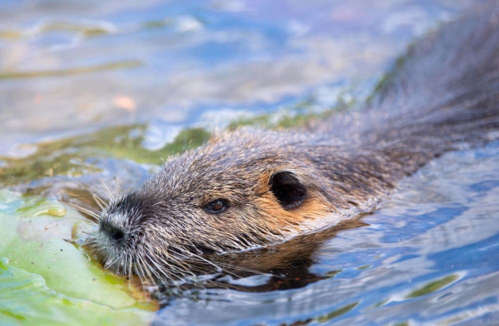 Polonia "declara la guerra" a los castores tras responsabilizarlos de las inundaciones en el país