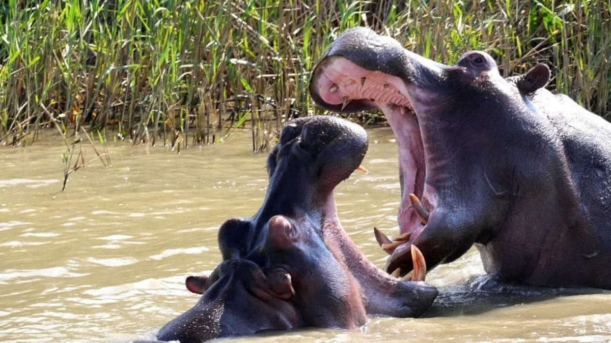 Hipopótamo ataca a turista y le provoca herida en el vientre de 20 centímetros