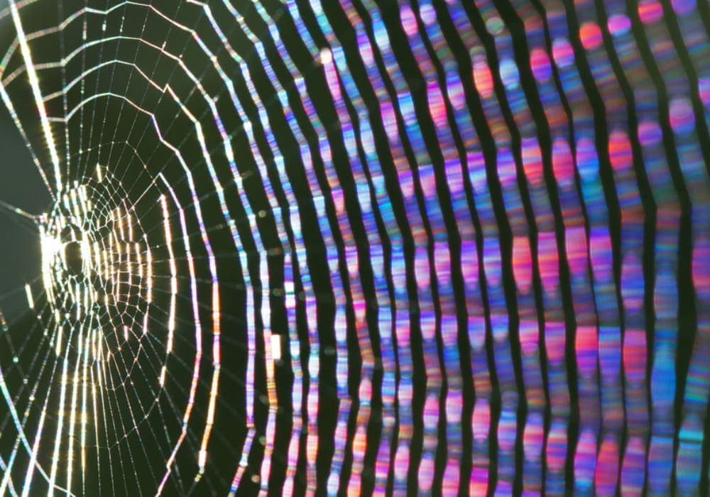 Crean una seda de araña artificial capaz de curar heridas articulares y cutáneas