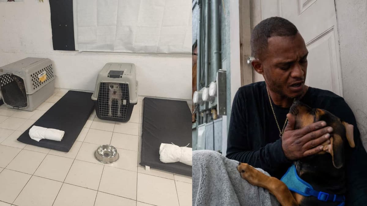 GOBIERNO DE PRIMER MUNDO: Mientras en Florida rechazan mascotas, en QRoo abrieron albergues pet friendly por huracán Milton