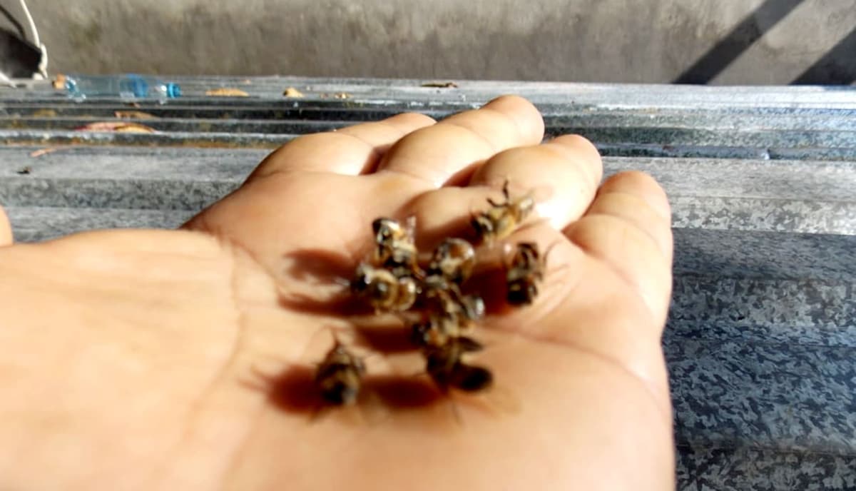 Agroquímicos en cultivos de habanero matan millones de abejas, en José María Morelos