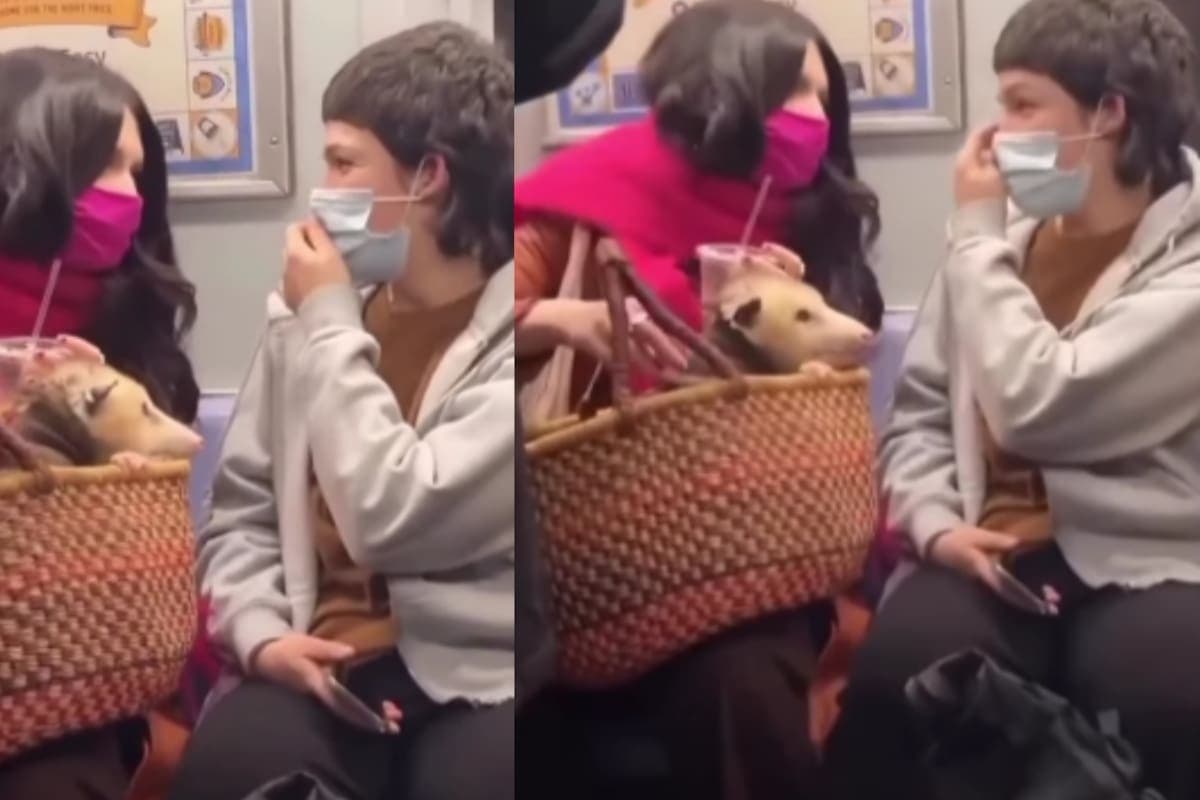 VIDEO: Joven se hace viral tras ser captada con una zarigüeya de mascota en el metro