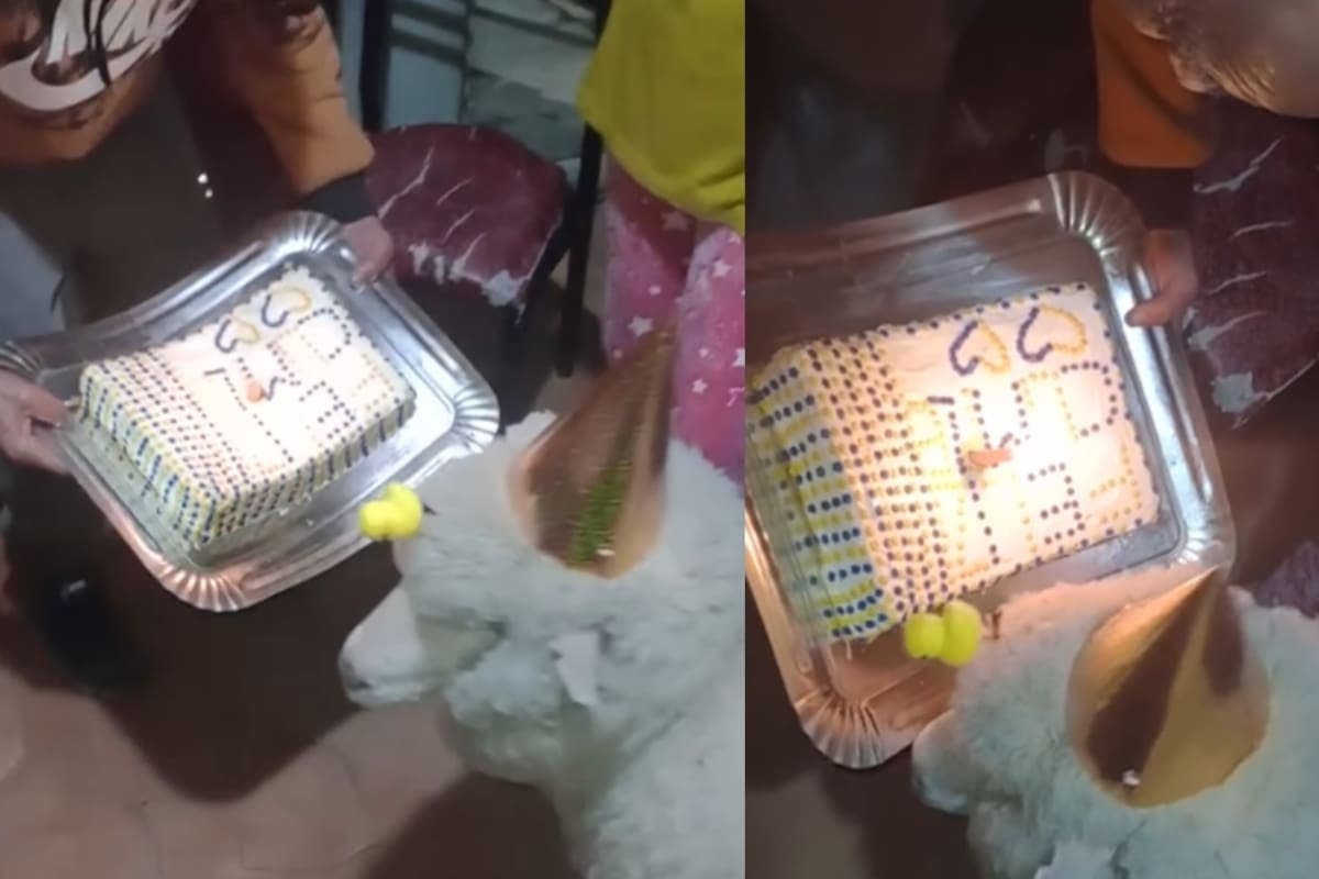 VIDEO: Abuelo le celebra el cumpleaños a su oveja y causa sensación en redes sociales