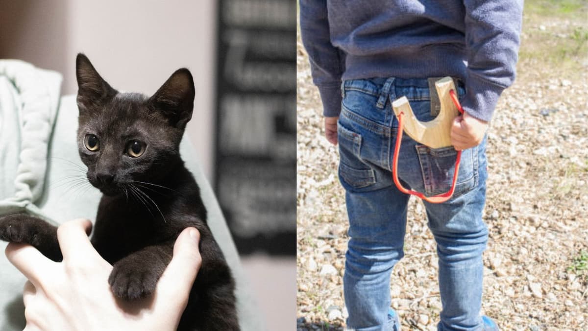 Alerta en Playa del Carmen: niño es señalado por cazar gatitos en colonias de la ciudad