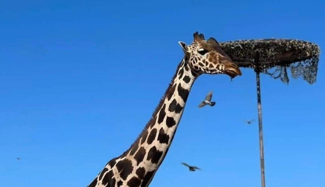 Trasciende que jirafa Benito, que vive en Áfricam Safari de Puebla, podría ser padre en 2025