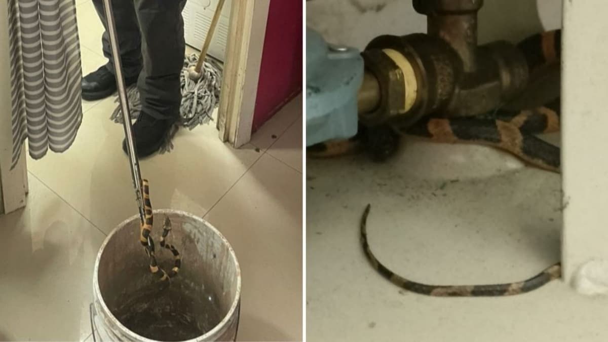 Hallan serpiente "ratonera" en un restaurante de Monterrey