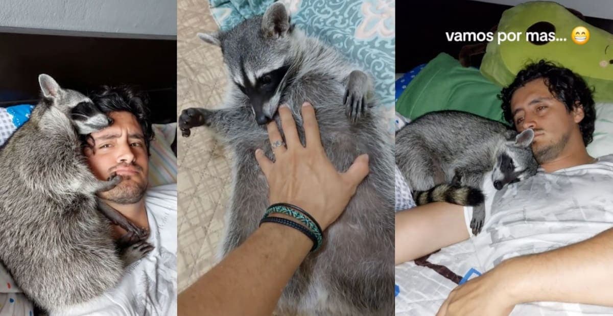 VIDEO: Hombre comparte cómo ha sido su vida en un año después de adoptar un mapache