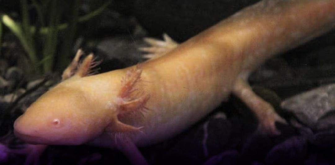 Alerta UNAM que los ajolotes de Xochimilco podrían desaparecer en el 2025