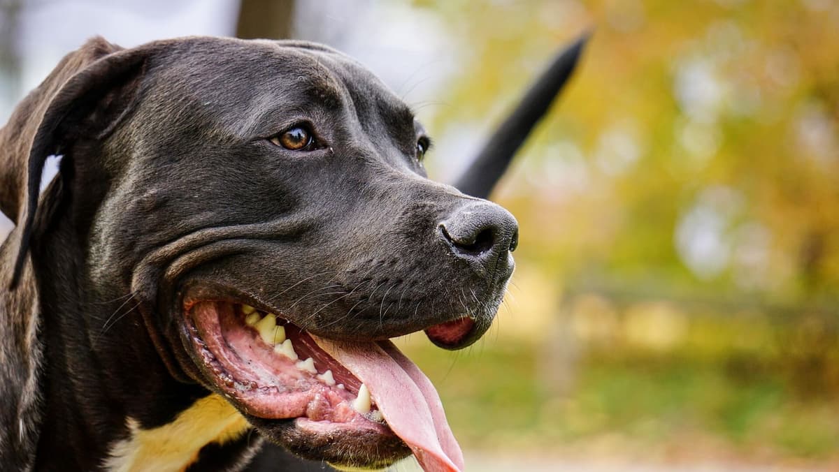 Perro pitbull ataca a seis estudiantes en secundaria de Monterrey