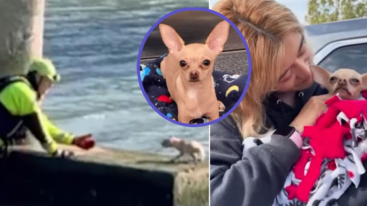 Bomberos rescatan a chihuahua atrapado en un canal; perrito protagoniza conmovedor encuentro con su familia