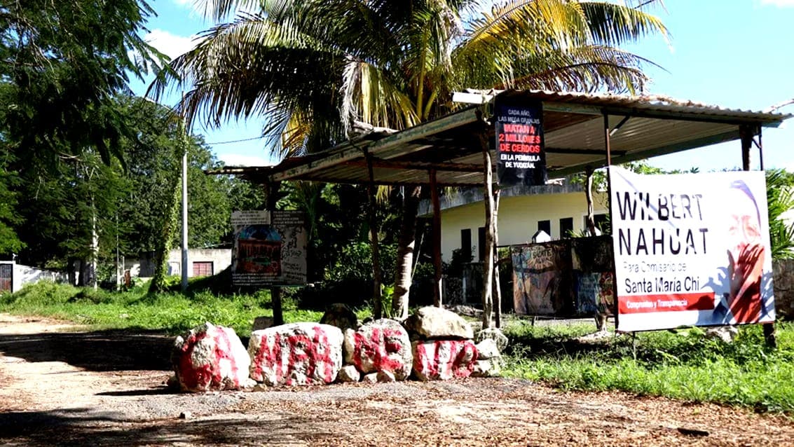 Intervendrá la ONU en caso sobre contaminación de granja porcícola en Yucatán