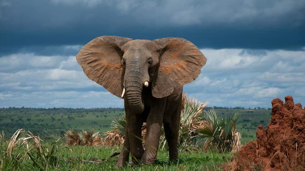 Muere mujer pisoteada por un elefante mientras paseaba por un parque natural en Tailandia