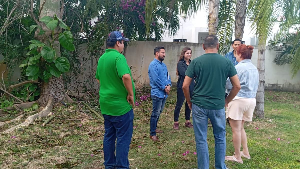 Detienen tala de ceiba en el fraccionamiento Marsella en Playa del Carmen