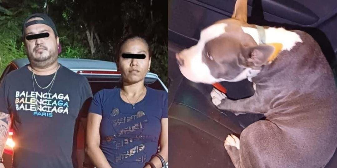 Detienen a dos personas de Tulum que se robaron un pitbull en Mérida