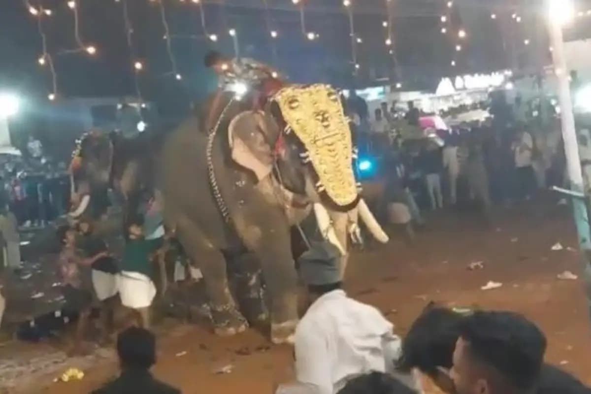 VIDEO: Elefante ataca a multitud y deja a 23 heridos en India
