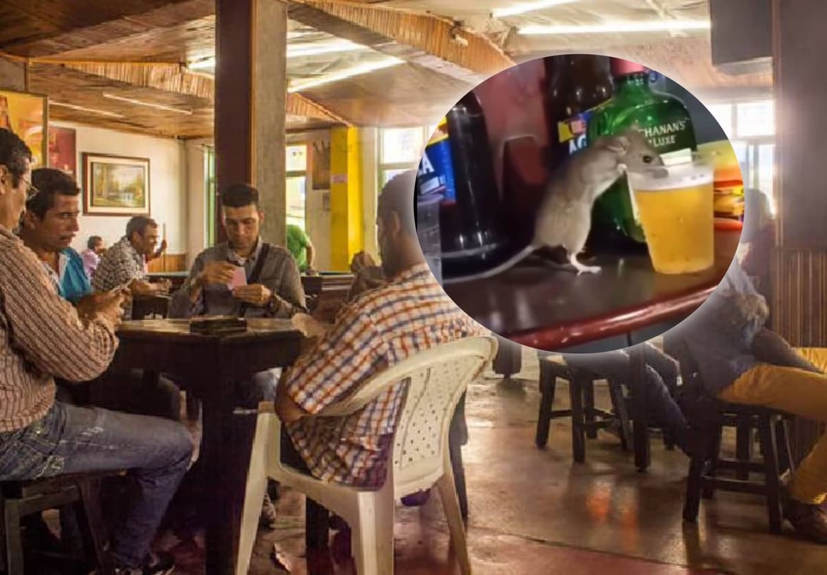 VIDEO: Rata bebiendo una cerveza sorprendió a clientes de un bar y se hizo viral