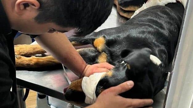 Acuchillan a perrito por proteger a su dueña durante una discusión en Guadalajara