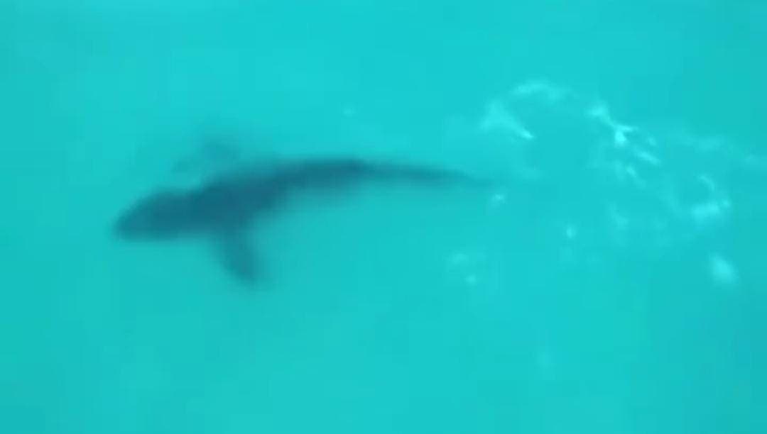 Video: Captaron a un tiburón toro cerca de las playas de Cancún