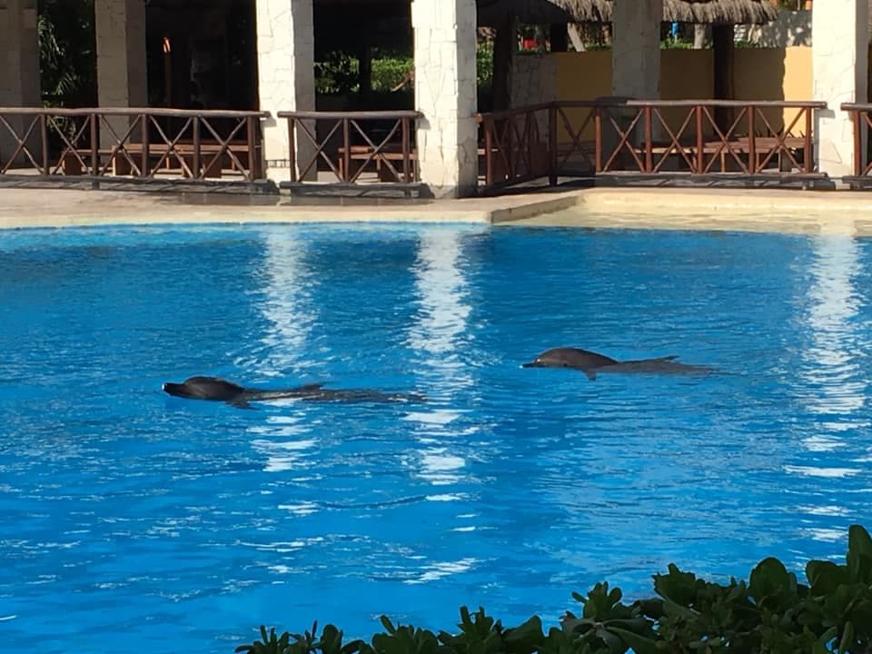 Denuncian muerte de dos delfines en el delfinario del hotel Barceló Riviera Maya: los habría matado el macho Alfa