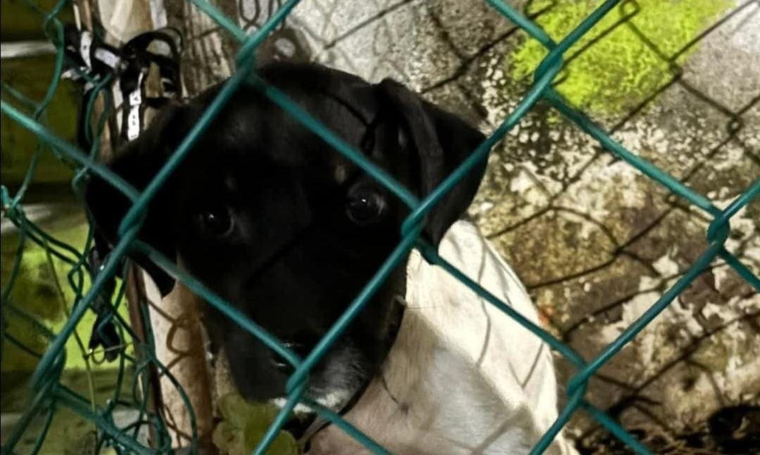 Piden ayuda para rescatar a perrita amarrada en Cancún; sufre por bajas temperaturas y la lluvia