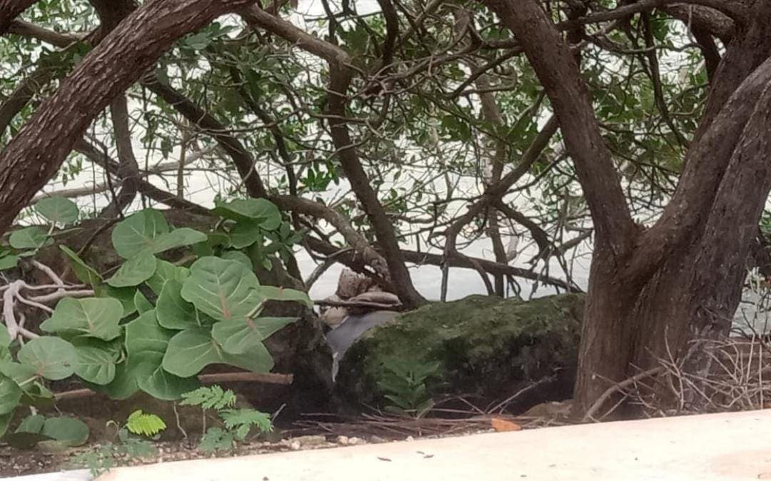 Encuentran los restos de un manatí en la bahía de Chetumal