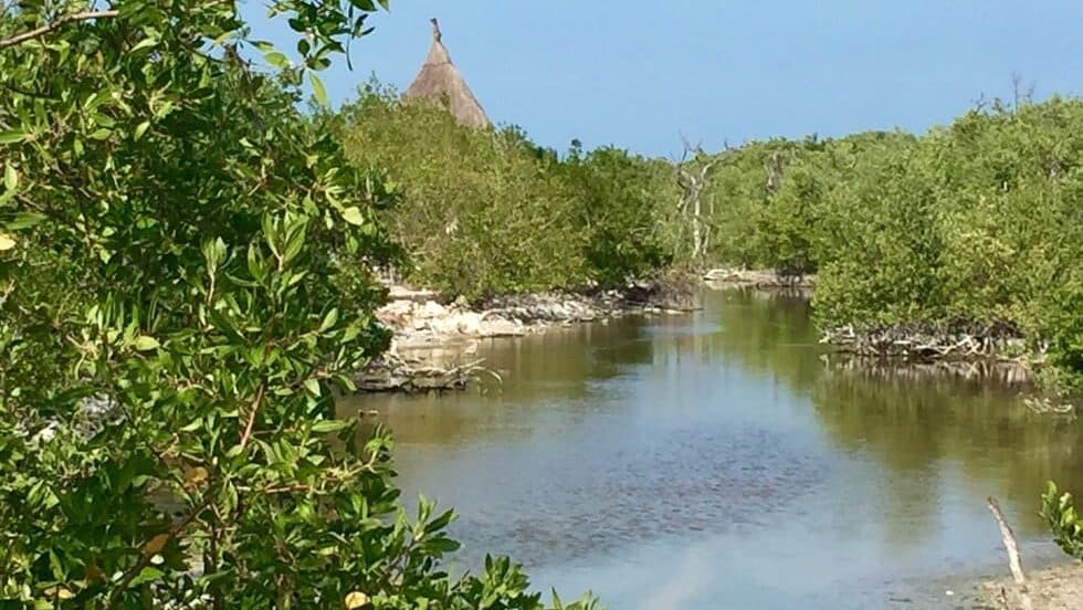 Video: Denuncian posible destrucción de mangle en Holbox