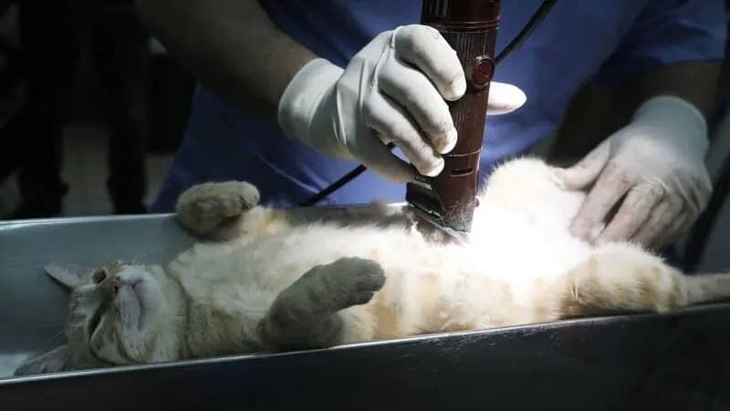 Investigan a médico por usar tomógrafo del hospital donde trabaja en Italia para salvar a su gata