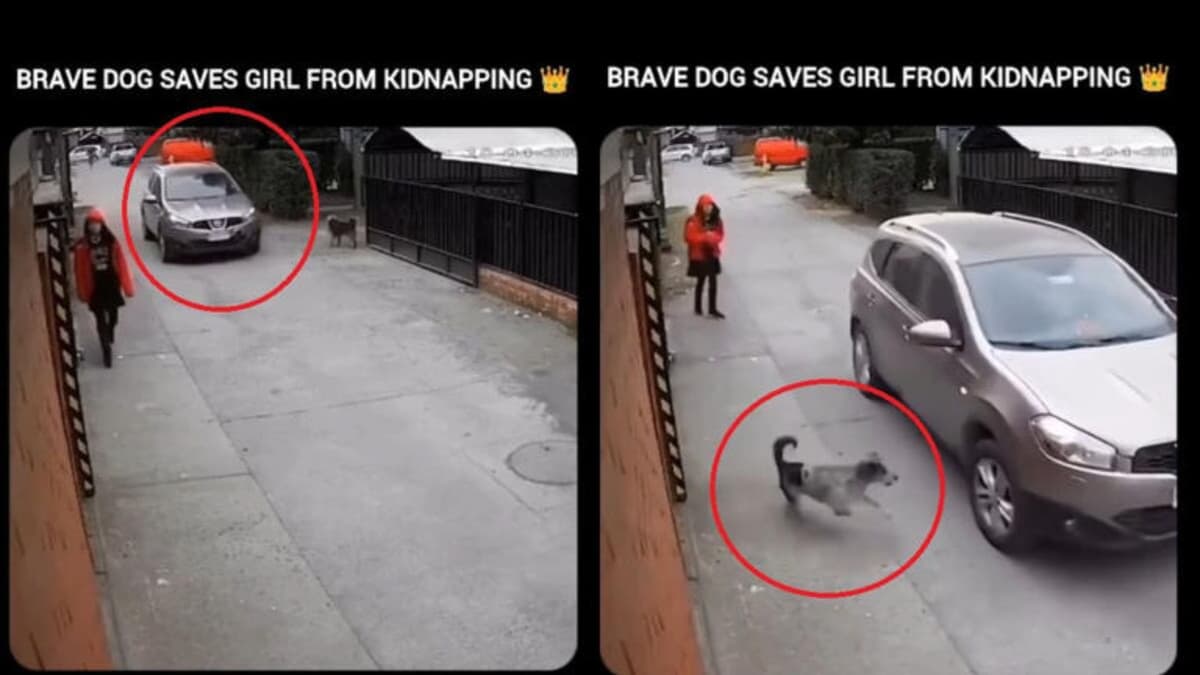 Video: Perrito salva a una joven de ser secuestrada en Estados Unidos