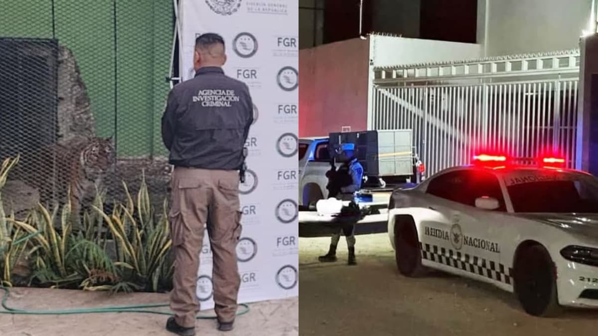 Narcotraficantes fueron detenidos en Cancún en posesión de un tigre, vehículos y drogas