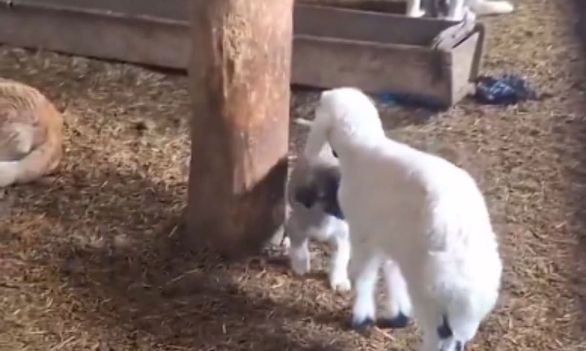 VIDEO: Borrego y cachorro pelean, sus madres intervienen para defenderlos