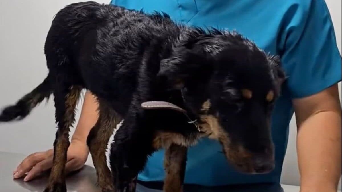 Rescatan a perrita arrojada a un tambo de chapopote en Chihuahua