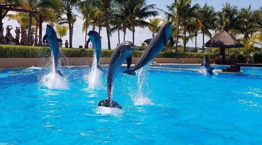 Playa del Carmen respalda suspensión de actividades en delfinario del Hotel Barceló Riviera Maya