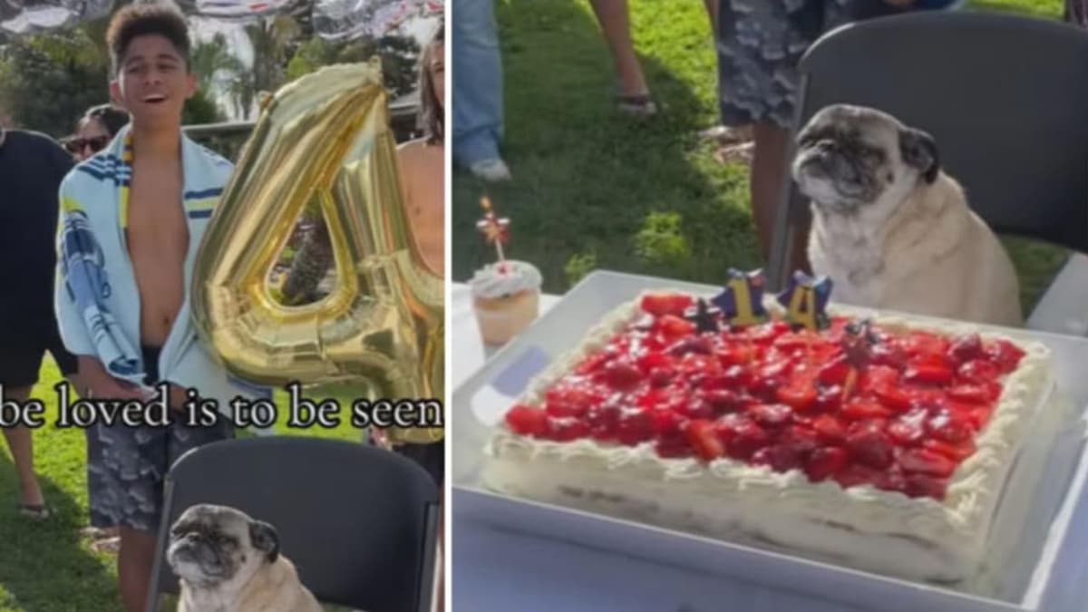 Video: Familia celebra los 14 años de su perrito, cantan el "feliz cumpleaños" a ladridos