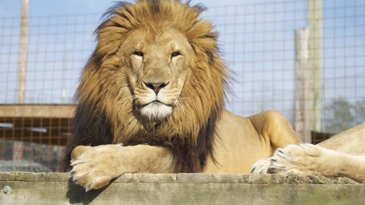 Fallece vigilante que intentó acariciar a un león en un zoológico de Venezuela