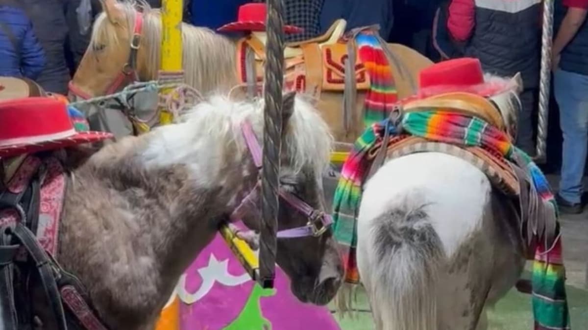 Video: Denuncian maltrato animal contra ponis en feria de Edomex