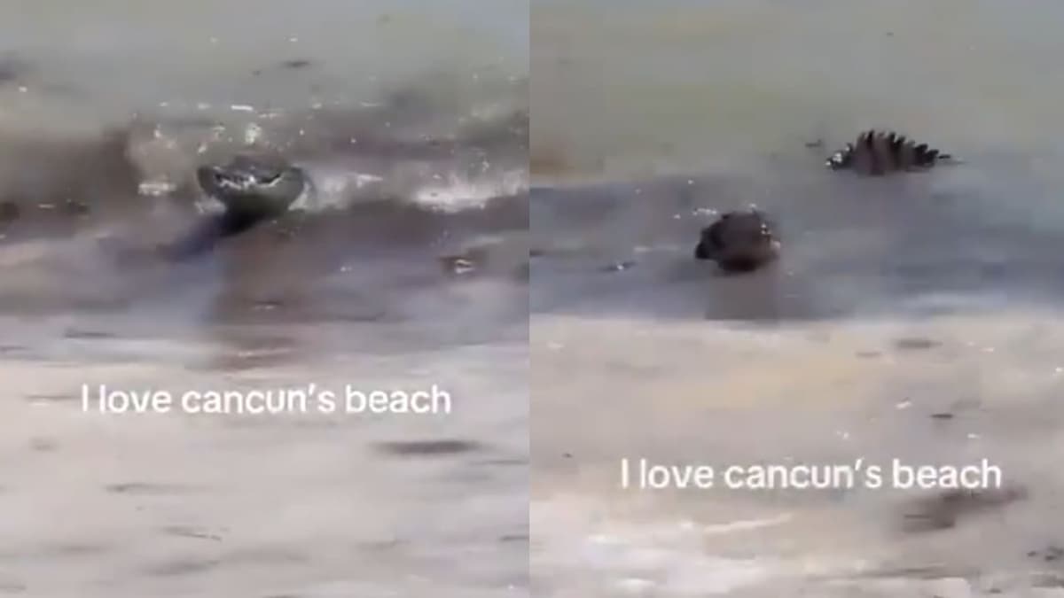 Video: Turistas son sorprendidos en playas de Cancún por un cocodrilo