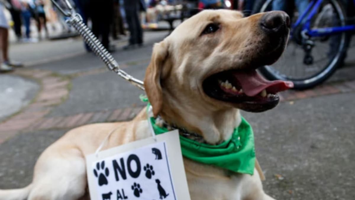 Muere Hope, perrita golpeada y quemada en San Luis Potosí