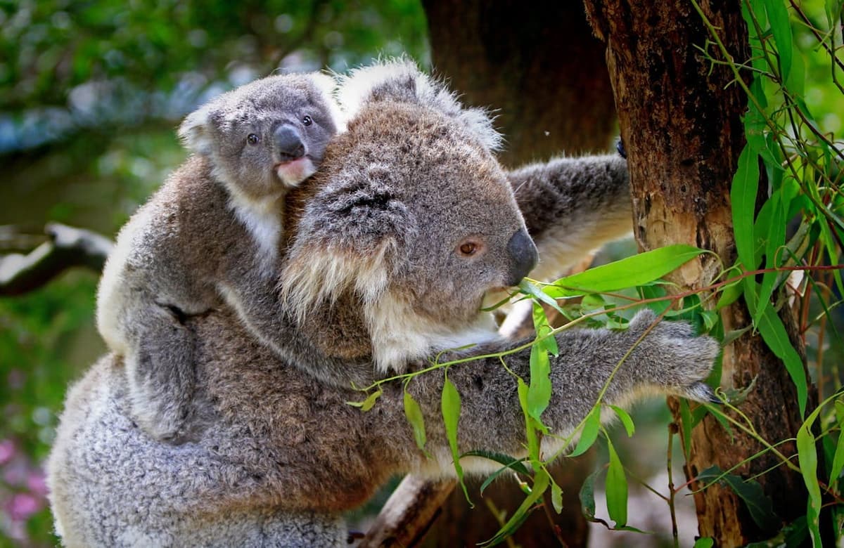 Francotiradores exterminan a 750 koalas en Australia y desatan indignación mundial