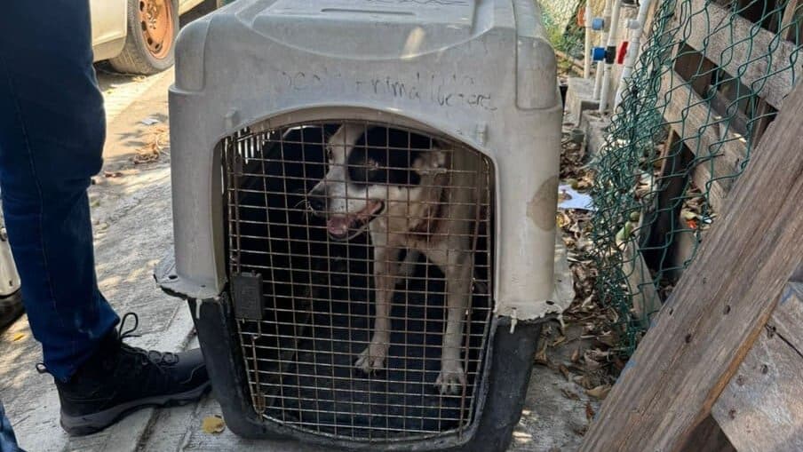 Rescatan a perrita víctima de maltrato en Playa del Carmen