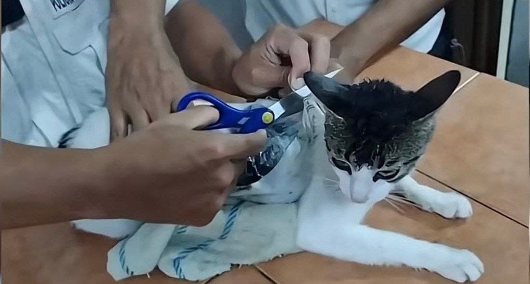 Video: Descubren a "narcomichi" en Costa Rica, un gato que ingresaba droga a una cárcel