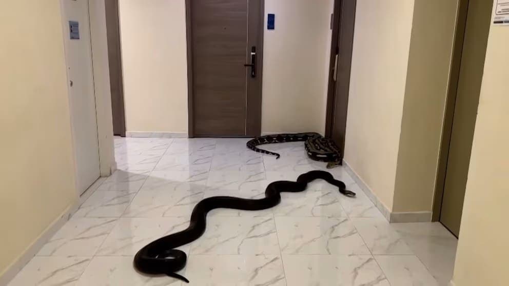 Video: Sujeto deja dos serpientes en los pasillos de su edificio para vengarse de sus vecinos molestos en Bangkok