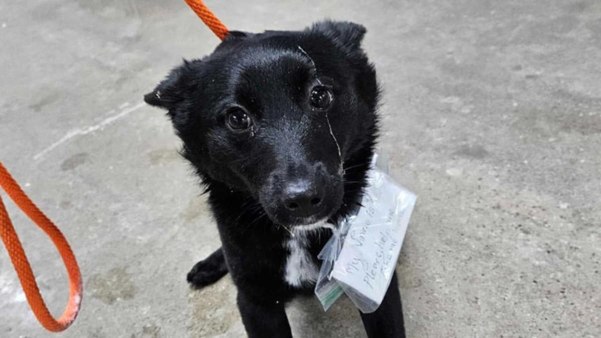 Abandonan a perrita en un estacionamiento de Estados Unidos; tenía una nota atada al cuello