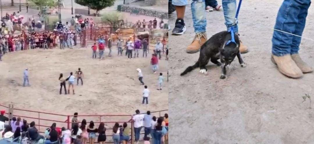 Video: Maltratan a dos gatos en fiestas patronales de Xichú, Guanajuato; internautas cuestionan tradición