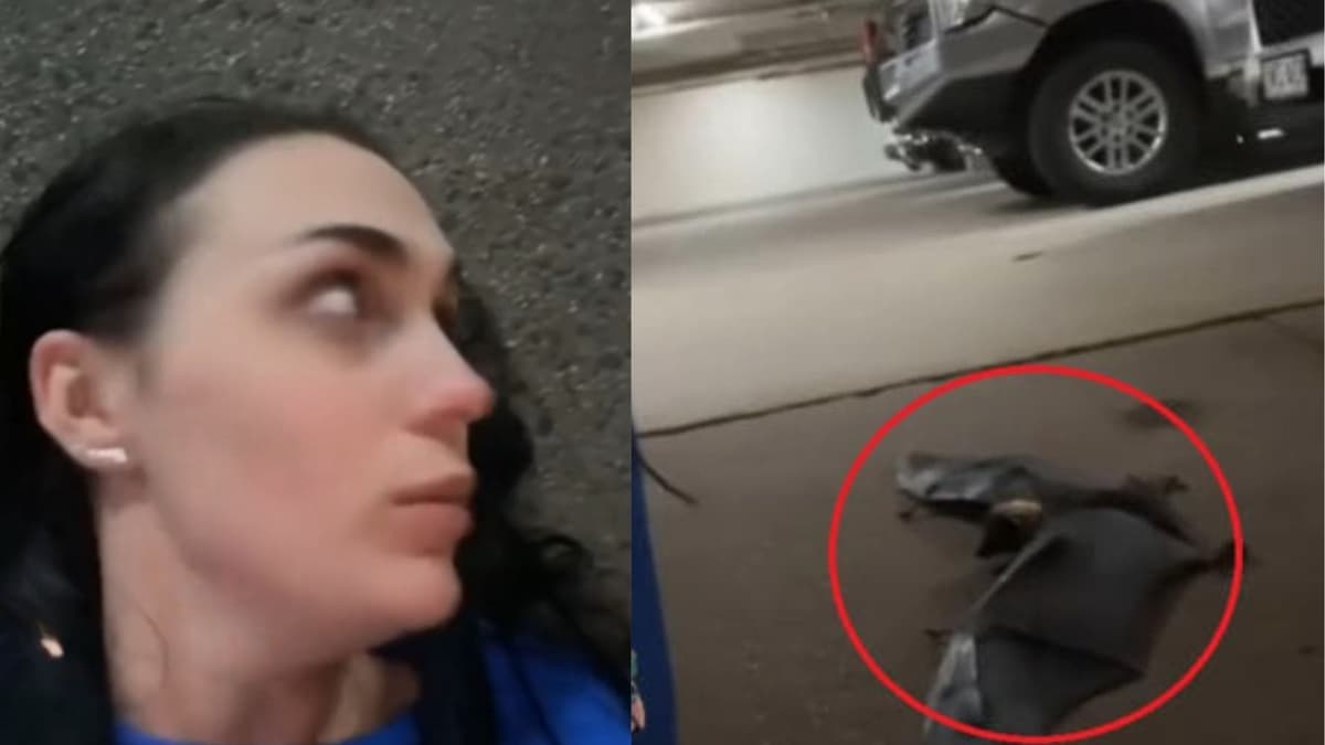 Mujer se graba acostada en el suelo y aterriza a su lado un murciélago gigante en Estados Unidos