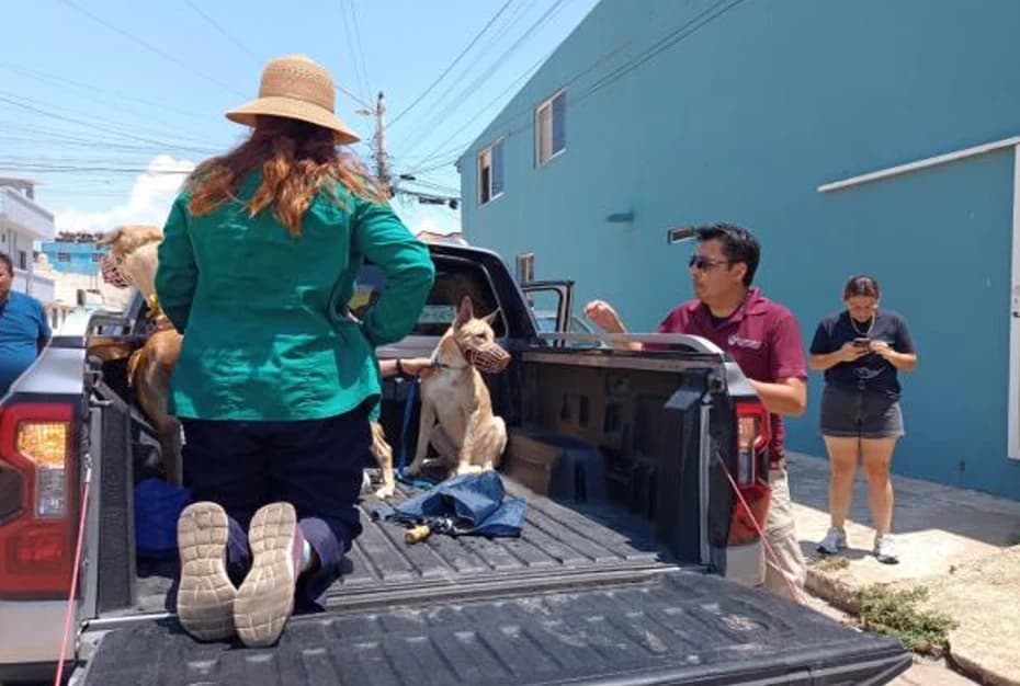 Video: Rescatan a cinco perros víctimas de maltrato en Coatzacoalcos, Veracruz