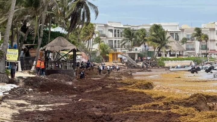Prevén que en tres meses costas de Playa del Carmen estén libres de sargazo