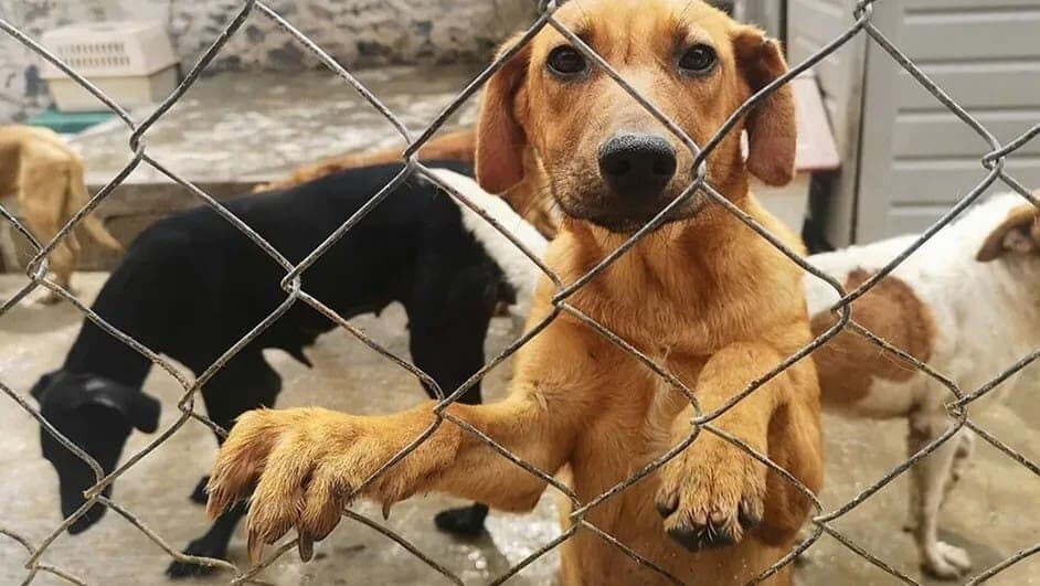 Denuncian envenenamiento de al menos 45 perros en San Luis Potosí